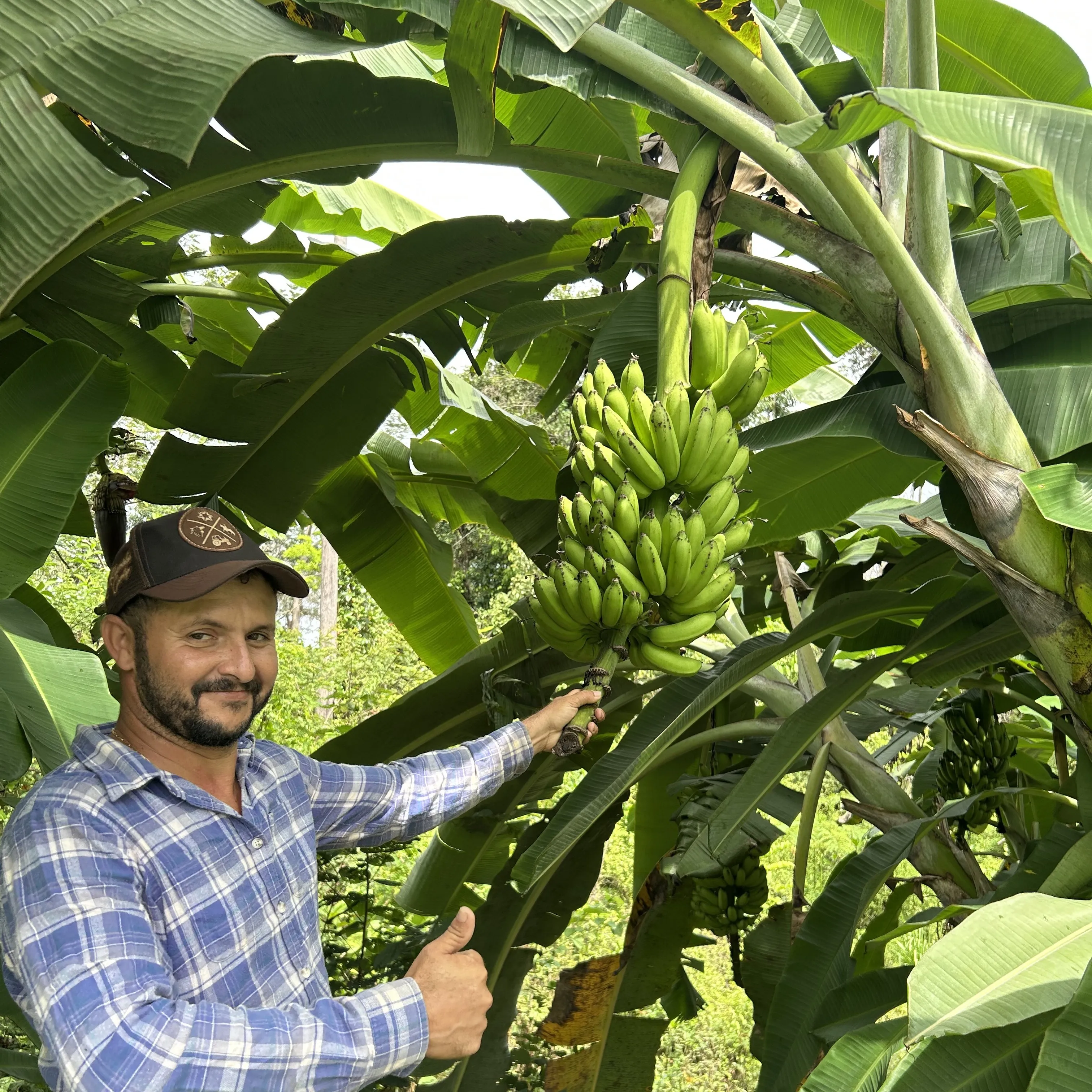 A member in a checked shirt holding a bunch of green bananas attached to the plant.