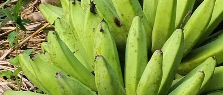 A cut bunch of green bananas resting on banana leaves on the ground.