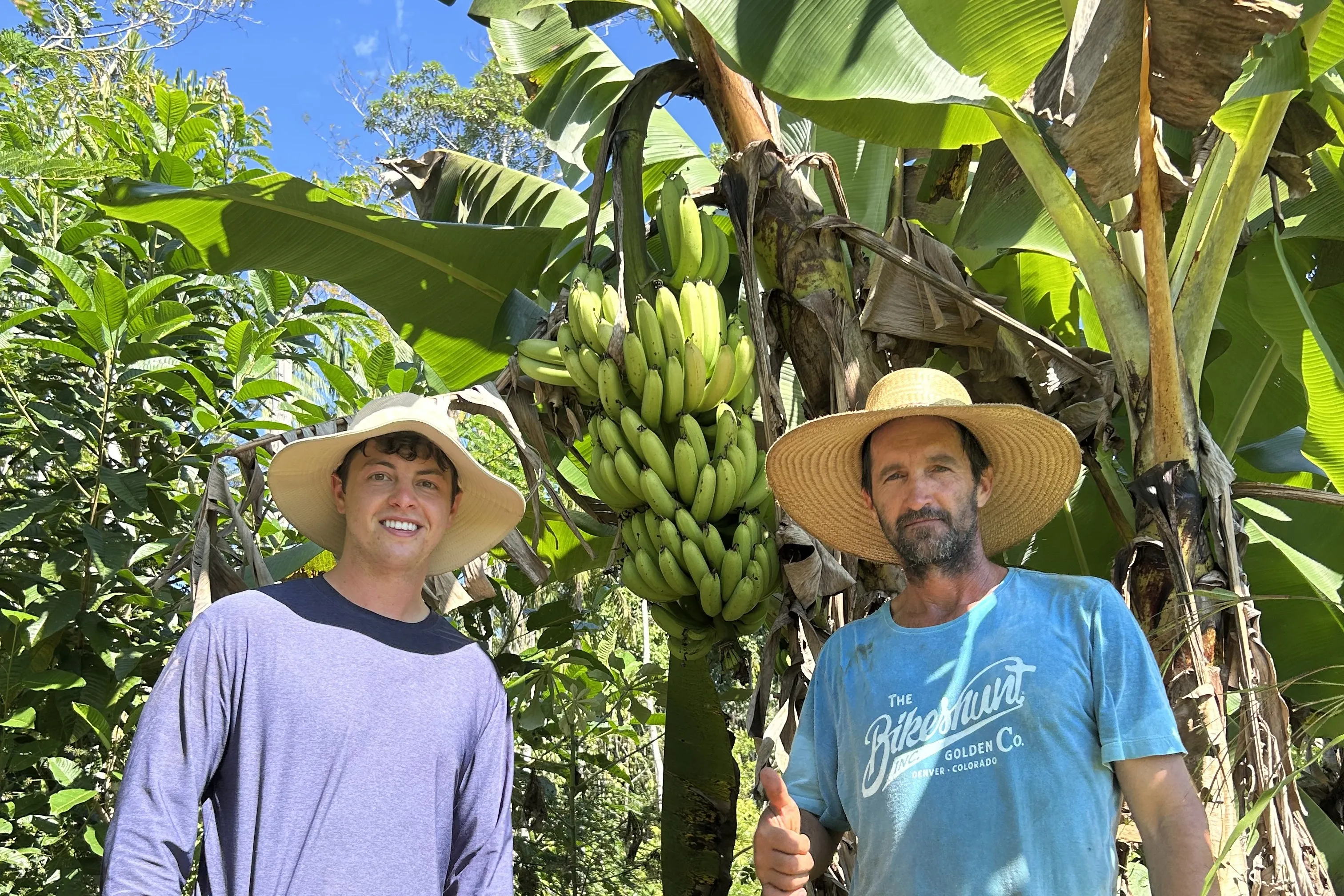 Two members in wide-brimmed hats standing beside a bunch of green bananas still on the plant.