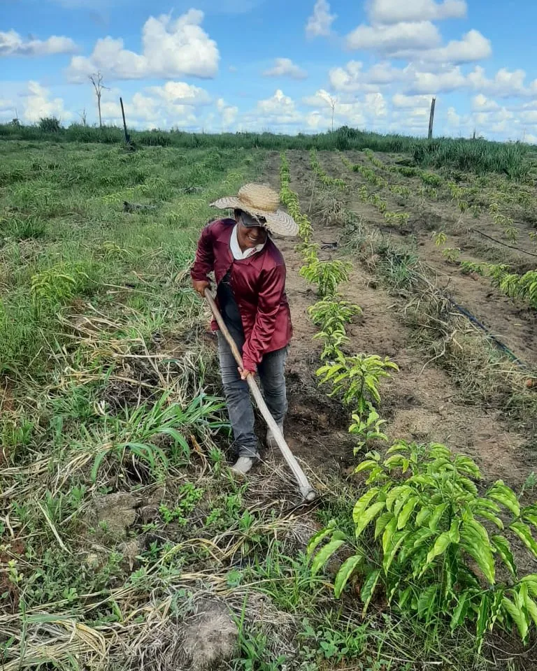 A woman member in a straw hat hoeing between rows of young coffee plants, smiling at the camera.