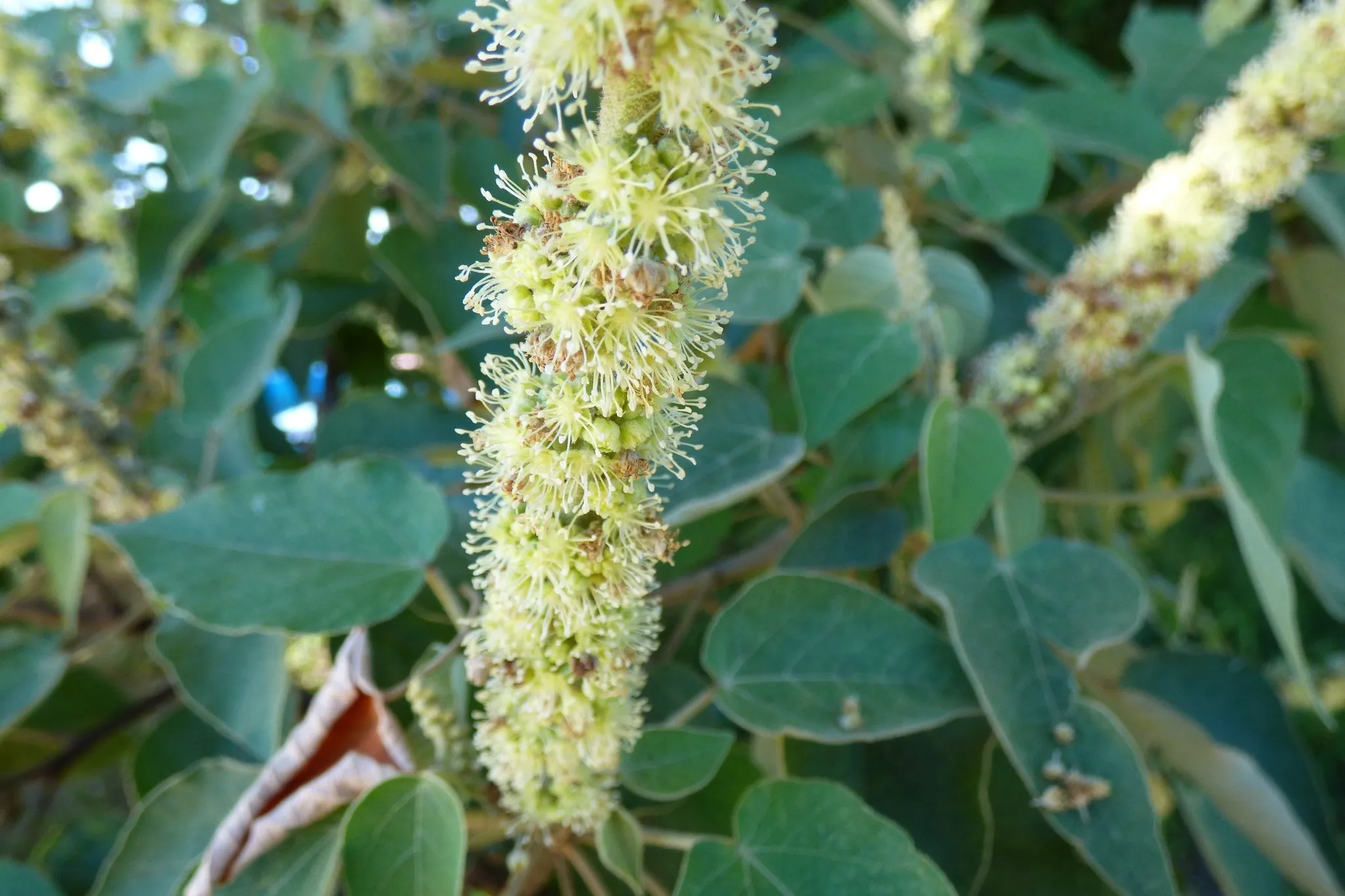 Folhas verdes e inflorescência de uma árvore do gênero Croton.