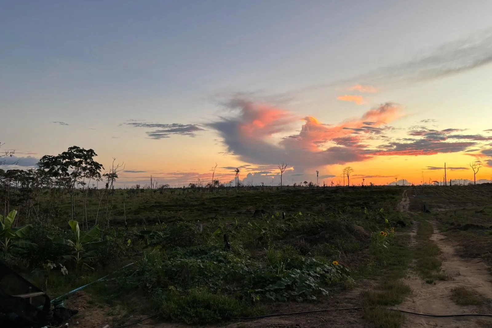 An orange sunset over a newly planted area, with a dirt track on the right.