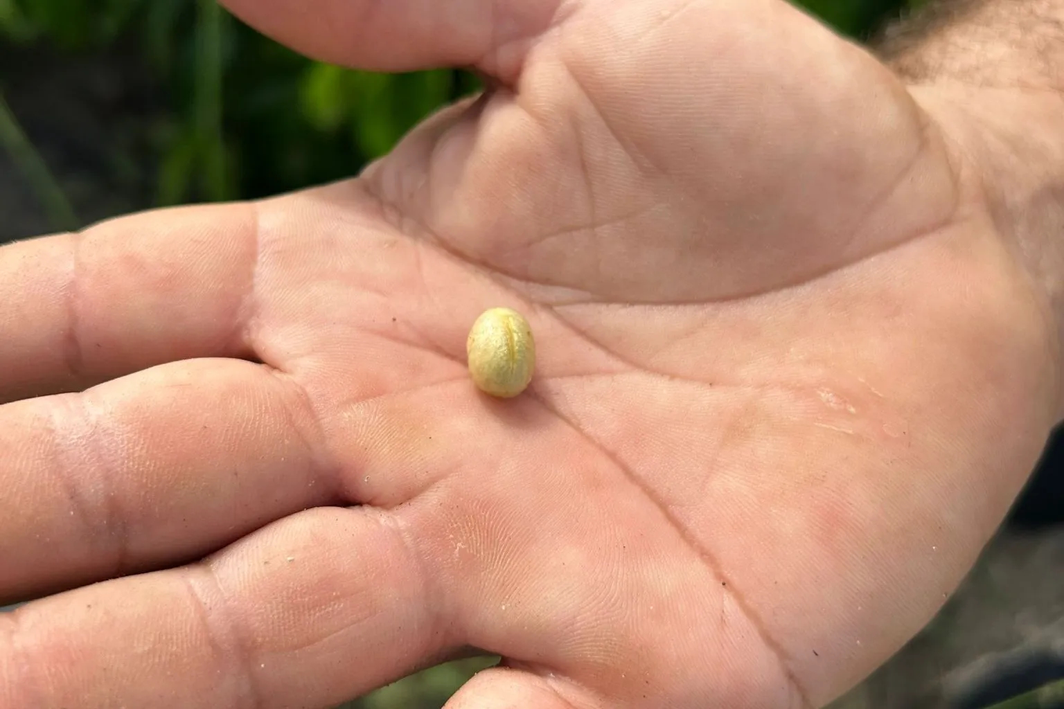 A single green coffee bean in a producer's open palm, with coffee foliage behind.