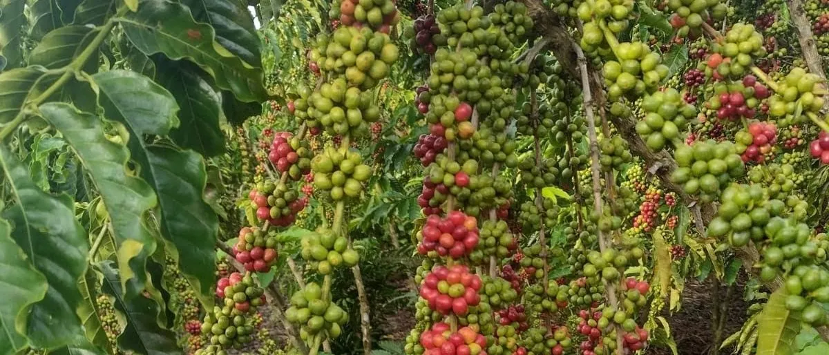 Coffee branches loaded with green and red cherries hanging over the bare ground of the field.