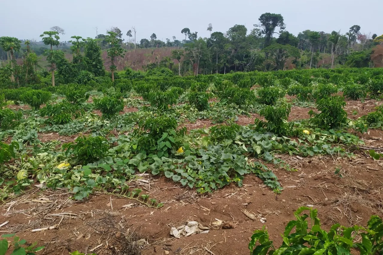 A newly planted coffee field on turned soil, with tall forest on the horizon.