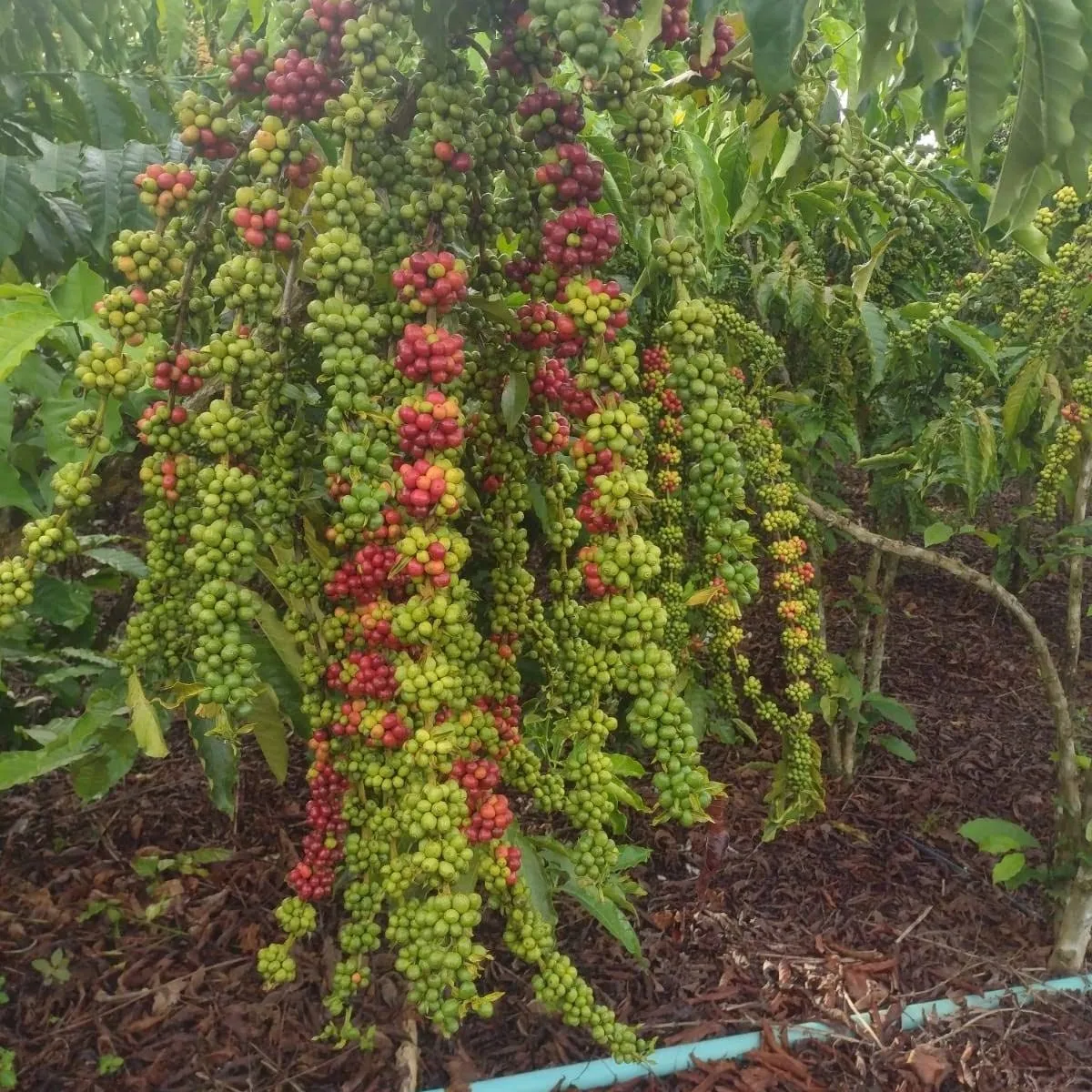 A coffee tree loaded with green and red cherries, with mulched ground around it.