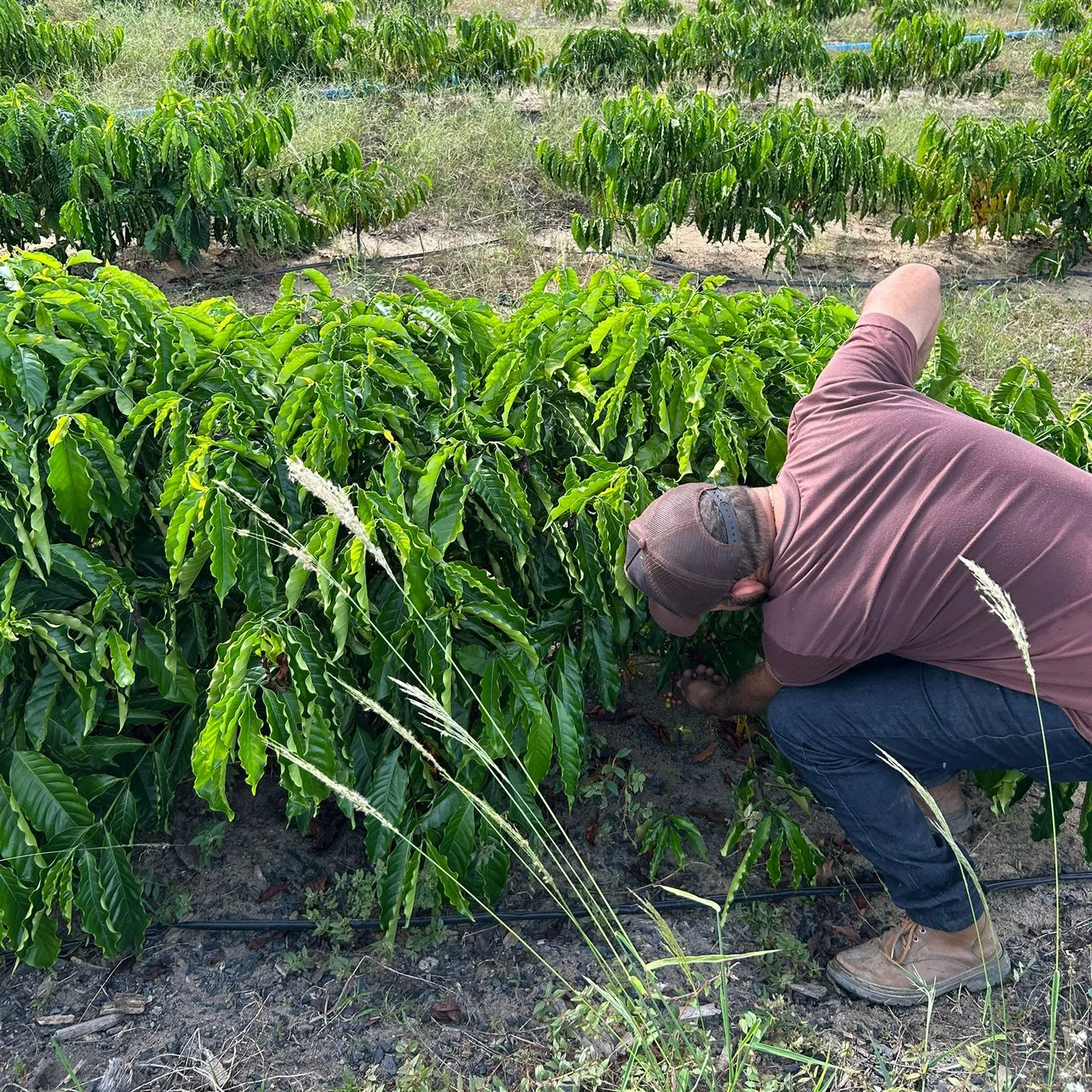 A man crouching to work at the base of a coffee tree, with the rows of the field behind him.