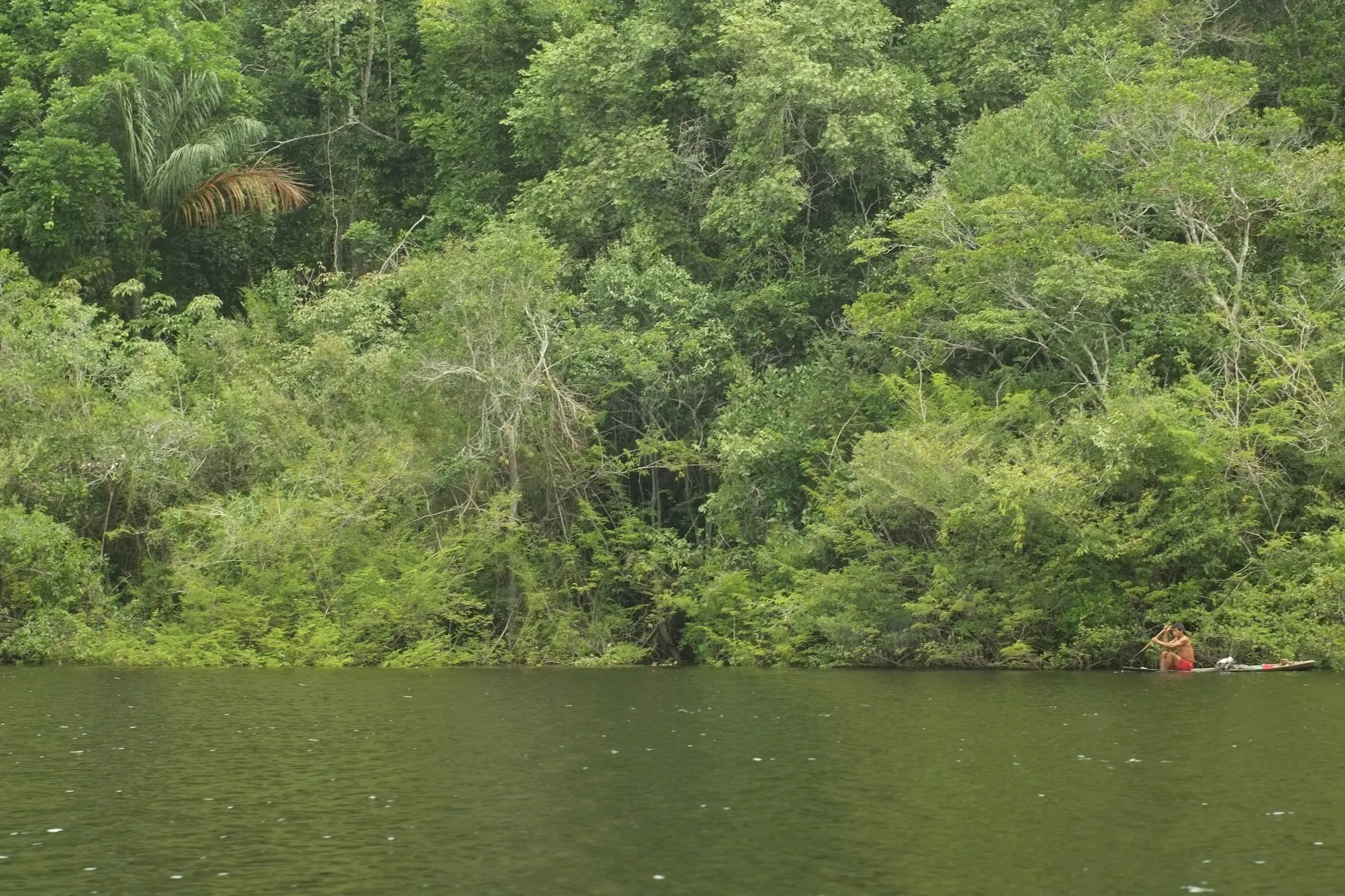 Floresta densa à margem de um rio amazônico.