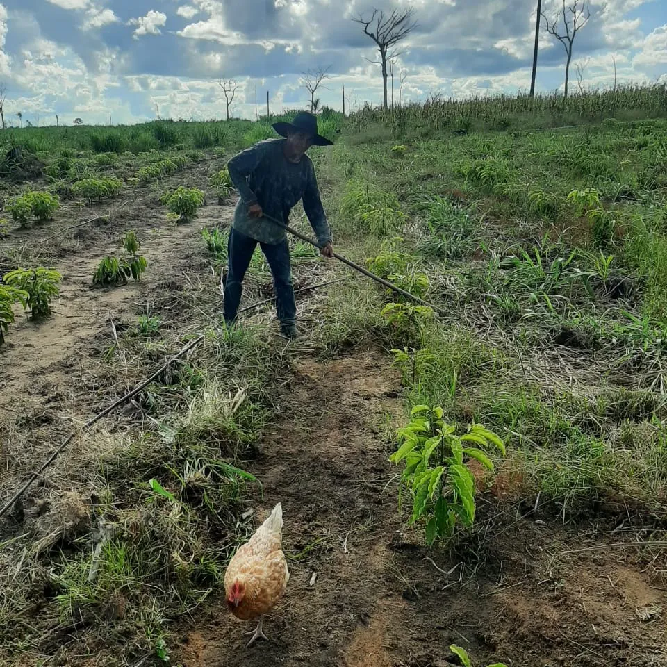 A man in a wide-brimmed hat hoeing between rows of young plants, with a chicken in the foreground.
