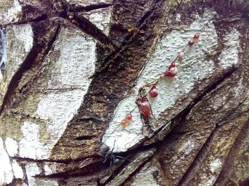 Gotas de resina vermelha de sangue de dragão escorrendo pela casca de uma árvore.
