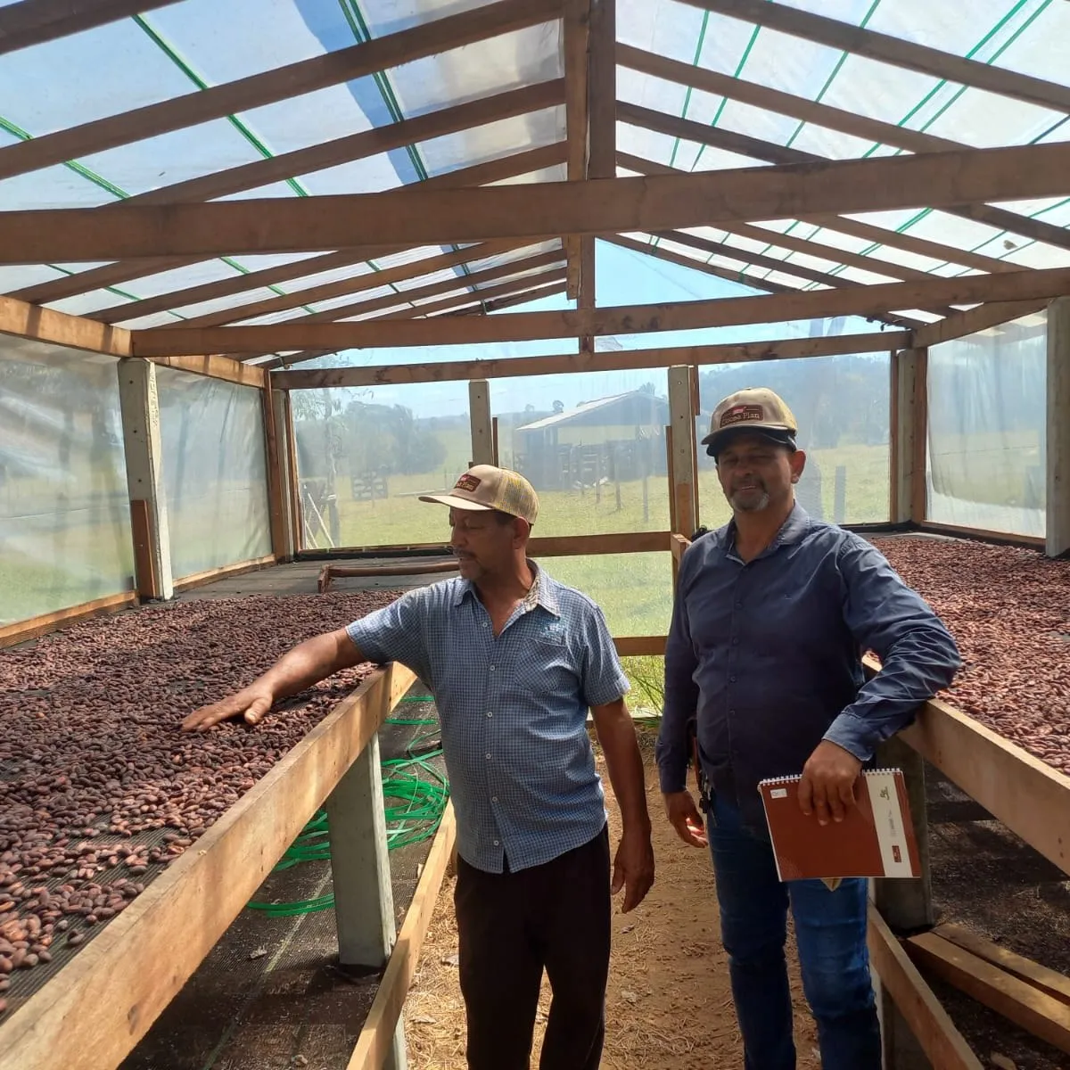 Two men standing between the raised beds of a covered dryer, with coffee spread out to dry.