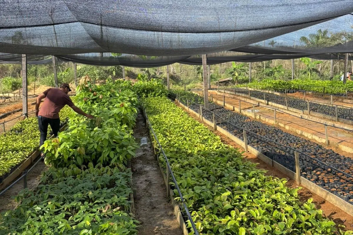 A worker in a maroon shirt handling seedlings in a nursery bed covered by shade cloth.